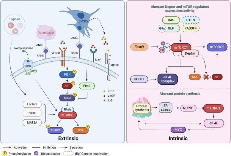 This pathophysiology diagram illustrates the extrinsic and intrinsic mechanisms regulating the mTOR signaling pathway in Multiple Myeloma (MM) cells. The 'Extrinsic' panel (left) depicts factors within the bone marrow microenvironment, including hypoxia, osteoblasts, and bone marrow stromal cells (BMSCs). These elements activate mTORC1 through various pathways: cytokine receptors (IL-6R, VEGFR, IGF-1R) stimulating the PI3K/AKT/TSC2/Rheb axis, RANK-RANKL interactions, and G-protein coupled receptor (β2AR) signaling. The 'Intrinsic' panel (right) focuses on cell-autonomous dysregulation, subdivided into aberrant regulator expression and aberrant protein synthesis. Key features include (epi)genetic alterations (RAS mutations, PTEN depletion, RASSF4 silencing), Deptor-mediated activation of mTORC2, and Fbxo9-mediated degradation of Tel2/Tti1. The lower intrinsic section shows how massive protein synthesis induces ER stress and NUPR1, which feeds back to inhibit mTORC1, while downstream eIF4E and MYC reinforce protein synthesis. Symbols indicate phosphorylation, ubiquitination, activation, and inhibition, highlighting the complex crosstalk between microenvironmental stimuli and intracellular genetic mutations in driving oncogenic protein synthesis.
