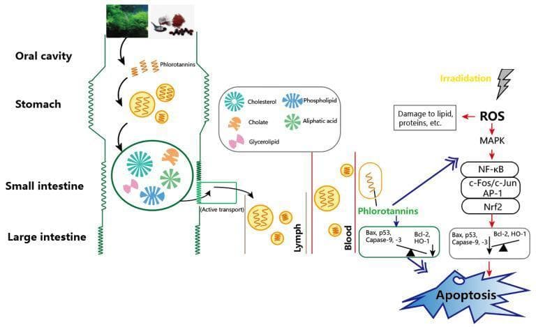 This pathophysiology diagram illustrates the digestive absorption and cellular mechanisms of macroalgae-derived phlorotannins in mitigating radiation-induced damage. The process begins with ingestion through the oral cavity, followed by passage through the stomach and small intestine. A cross-sectional view of the small intestine highlights a mixture of lipid-related molecules, including cholesterol, phospholipids, cholate, glycerolipids, and aliphatic acids. Phlorotannins are shown undergoing active transport from the small intestine into the lymphatic system and subsequently into the bloodstream. At the cellular level, the diagram contrasts two pathways: a radiation-induced damage pathway where irradiation produces Reactive Oxygen Species (ROS), activating the MAPK pathway and pro-inflammatory/pro-apoptotic factors (NF-̄kB, c-Fos/c-Jun, AP-1), leading to lipid/protein damage and apoptosis. In the protective pathway, phlorotannins are depicted as potential blockers that modulate signaling molecules such as Nrf2 and balance the ratio of pro-apoptotic (Bax, p53, Caspase-9, -3) and anti-apoptotic (Bcl-2, HO-1) proteins to inhibit radiation-induced cell death.