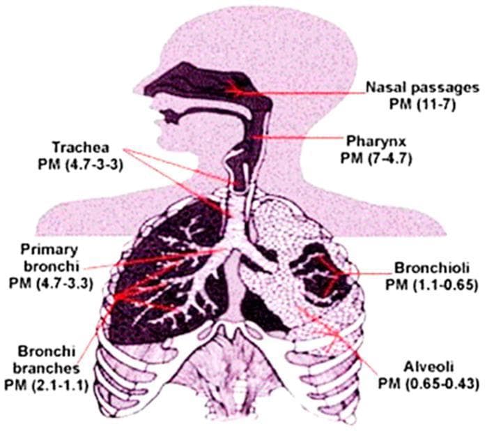 This medical illustration is a pathophysiology diagram depicting the human respiratory system and the deposition patterns of particulate matter (PM) based on size. The diagram utilizes a human silhouette to map the upper and lower respiratory tracts. Labeled anatomical regions include the nasal passages, pharynx, trachea, primary bronchi, bronchi branches, bronchioli, and alveoli. Each region is annotated with a specific PM size range (presumably in micrometers) that typically deposits there. The data shows a progressive decrease in particle size relative to the depth of penetration: the upper tract (nasal passages) captures larger particles (11–7 µm), the conductive airways (trachea and bronchi) capture mid-sized particles (4.7–1.1 µm), and the deepest acinar regions (bronchioli and alveoli) receive the smallest, ultrafine particles (1.1–0.43 µm). This visual serves as an educational tool for environmental health and pulmonology, illustrating how different particle diameters interact with respiratory anatomy to impact lung health.