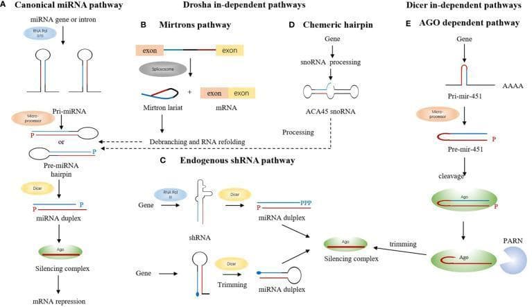 This pathophysiology diagram illustrates five distinct biogenesis pathways of microRNA (miRNA). (A) The Canonical pathway shows transcription of miRNA genes into pri-miRNA, followed by Microprocessor cleavage into pre-miRNA hairpins, Dicer-mediated processing into miRNA duplexes, and loading onto Argonaute (Ago) for mRNA repression. (B-D) Drosha-independent pathways are depicted: (B) The Mirtrons pathway involves spliceosome-mediated excision of introns into mirtron lariats, which bypass Drosha and undergo debranching to enter the canonical export path. (C) The Endogenous shRNA pathway shows direct processing of short hairpins by Dicer. (D) The Chemeric hairpin pathway shows snoRNA processing (e.g., ACA45) leading to silencing complexes. (E) The Dicer-independent pathway (AGO-dependent) focuses on miR-451, which is processed by the Microprocessor and loaded directly onto Ago for cleavage and subsequent trimming by the exonuclease PARN. The diagram highlights the diversity of RNA precursors and the selective involvement of Microprocessor (Drosha/DGCR8), Dicer, and Argonaute complexes in gene silencing mechanisms.
