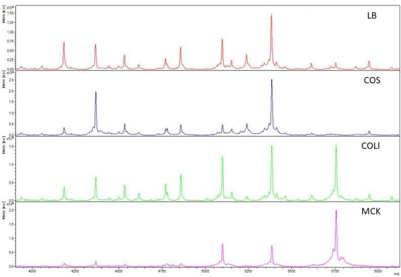 A multi-panel comparison chart of Matrix-Assisted Laser Desorption/Ionization Time-of-Flight (MALDI-TOF) mass spectra used in clinical microbiology. The image displays the spectral profiles of an Escherichia coli (E. coli) isolate grown on four different solid agar media: Luria Broth (LB, red), Columbia agar with sheep blood (COS, blue), Coliformen agar (COLI, green), and MacConkey agar (MCK, pink). The x-axis represents the mass-to-charge ratio (m/z) in the 4000–6000 range, while the y-axis indicates relative intensity. The LB spectrum shows the highest peak density and resolution, serving as the reference for reproducibility. In contrast, the COS, COLI, and MCK spectra demonstrate variations in peak presence and signal intensity, illustrating how different growth media influence the proteomic fingerprint of bacterial isolates. This diagnostic imaging comparison highlights the importance of standardized culture protocols for accurate microbial characterization and subspecies-level identification beyond simple species detection.
