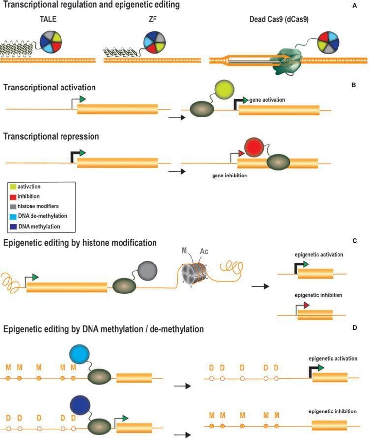 Educational diagram illustrating genome regulation and epigenetic editing technologies divided into four sections (A-D). Section A shows three DNA-binding platforms: Transcription Activator-Like Effectors (TALE), Zinc Fingers (ZF), and Dead Cas9 (dCas9) fused to colorful modulator spheres. Section B depicts transcriptional regulation; activation is shown with an effector (green circle) binding the promoter region to upregulate gene expression, while repression shows an inhibitor (red circle) binding downstream of the transcription start site to block RNA polymerase, resulting in gene inhibition. Section C illustrates epigenetic editing via histone modification, where grey spheres (histone modifiers) alter histone marks (M for methylation, Ac for acetylation) on nucleosomes to achieve epigenetic activation or inhibition. Section D details DNA methylation/de-methylation; demethylation (converting 'M' to 'D') leads to epigenetic activation, whereas methylation (converting 'D' to 'M') leads to epigenetic inhibition. This pathophysiology diagram demonstrates therapeutic strategies for modulating gene expression through site-specific recruitment of transcriptional and epigenetic modifiers.