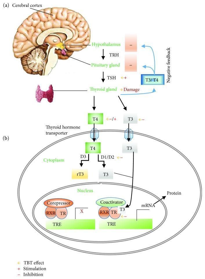 A two-part medical illustration depicting the pathophysiology of the Hypothalamic-Pituitary-Thyroid (HPT) axis and cellular thyroid hormone action. Section (a) shows the systemic HPT axis, beginning with the cerebral cortex and hypothalamus. The hypothalamus releases thyrotropin-releasing hormone (TRH), which stimulates the pituitary gland to secrete thyroid-stimulating hormone (TSH). TSH subsequently acts on the thyroid gland to stimulate the production of T4 and T3 hormones, which exert negative feedback on the hypothalamus and pituitary. Section (b) details the intracellular mechanism of action within a target cell. T4 and T3 enter the cell via thyroid hormone transporters. In the cytoplasm, deiodinases (D1/D2) convert T4 to T3, while D3 converts T4 to inactive reverse T3 (rT3). T3 enters the nucleus, binding to the thyroid hormone receptor (TR) which heterodimerizes with the retinoid X receptor (RXR). This complex binds to the thyroid hormone response element (TRE) on DNA, displacing corepressors and recruiting coactivators to initiate gene transcription (mRNA) and subsequent protein synthesis. The diagram also highlights potential sites of endocrine disruption (e.g., by Tributyltin/TBT), including receptor inhibition and deiodinase interference.