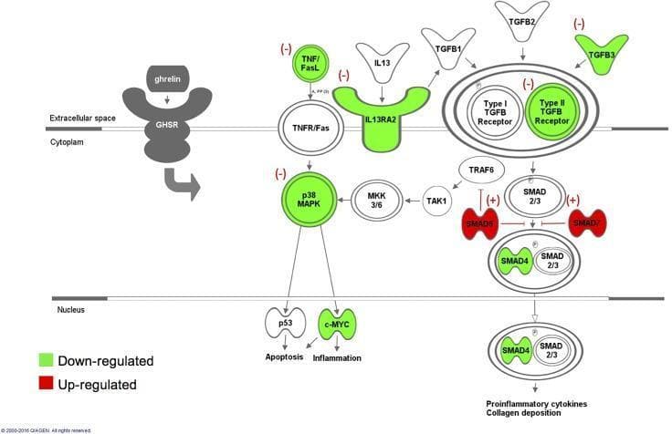 A pathophysiology diagram illustrating the ghrelin-induced signaling pathways involved in anti-inflammatory and anti-fibrotic responses. The diagram is divided into three compartments: extracellular space, cytoplasm, and nucleus. The primary entry point is ghrelin binding to the growth hormone secretagogue receptor (GHSR) on the cell membrane. The visualization uses a color-coding system where green indicates down-regulation and red indicates up-regulation. Key downregulated components (green) include TNF/FasL, IL13RA2, TGFB3, Type II TGFB Receptor, p38 MAPK, SMAD4, and c-MYC. Key upregulated components (red) include the inhibitory proteins SMAD6 and SMAD7. The diagram shows ghrelin's inhibitory effect (-) on the TGF-̢/Smads and p38-MAPK pathways. In the cytoplasm, SMAD6 and SMAD7 inhibit the progression of the SMAD2/3 complex toward the nucleus. Nuclear translocation of these factors leads to final biological outcomes, specifically the regulation of apoptosis, inflammation, proinflammatory cytokine production, and collagen deposition. This model explains the molecular mechanism by which ghrelin administration may reduce post-operative intra-abdominal adhesions.