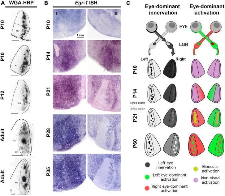 Educational figure illustrating the developmental divergence between anatomical and physiological ocular dominance columns (ODCs) in the primary visual cortex (V1) of a rat model. Panel A displays anatomical tracer staining (WGA-HRP) across developmental stages (P10 to Adult), showing that eye-specific anatomical innervation is present early, even before eye-opening. Panel B presents immediate-early gene expression via Egr-1 In Situ Hybridization (ISH) in the left and right V1 cortices from P10 to P35. This physiological marker reveals that functional maturation of ODCs occurs much later than anatomical formation, with distinct columns only becoming clearly defined by P35. Panel C provides a conceptual schematic comparing 'Eye-dominant innervation' with 'Eye-dominant activation'. It maps the pathway from the retina through the lateral geniculate nucleus (LGN) to V1, highlighting the transition from uniform, non-visual activation (pink) to binocular (yellow) and eye-dominant (red/green) activation patterns as synapses refine through visual experience. This content illustrates key concepts in neurodevelopment, synaptic plasticity, and the critical period of the visual system.