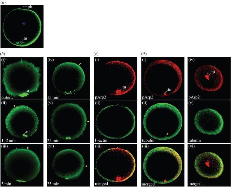 This composite of fluorescence microscopy images illustrates the distribution and co-localization of the active Arp2/3 complex (pArp2) in amphioxus eggs from unfertilized to late fertilized stages. Section (a) shows the orientation of the egg using the polar body (pb) and vegetal tuft-like structure (tu). Section (b) is a time-series showing pArp2 (green) immunopositive signals shifting from a ubiquitous cortical distribution in unfertilized eggs to a localized concentration on one side of the egg 35 minutes post-fertilization, migrating via the animal pole. Section (c) demonstrates the co-localization of pArp2 (red) and F-actin (green), where the merged image (yellow) indicates overlapping signals in the late fertilized cortical region. Section (d) presents co-localization between pArp2 and tubulin (microtubules) in lateral and vegetal views. A prominent tuft-like structure (tu) at the vegetal pole shows strong overlap of pArp2 and tubulin. These visual data highlight the role of cortical cytoskeletal remodeling in establishing embryonic asymmetry and axis determination during early development. Scale bar represents 100 µm.