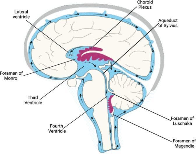 An anatomical diagram in sagittal view illustrating the human ventricular system and the physiological pathway of cerebrospinal fluid (CSF) flow. The diagram depicts the lateral ventricles, containing the choroid plexus (highlighted in pink), where CSF production occurs. Black arrows indicate the unidirectional flow of CSF from the lateral ventricles through the interventricular Foramen of Monro into the third ventricle. The pathway continues through the narrow Aqueduct of Sylvius into the fourth ventricle, located anterior to the cerebellum. From the fourth ventricle, CSF exits the ventricular system through the median Foramen of Magendie and the lateral Foramina of Luschka to enter the subarachnoid space. The diagram further illustrates the circulation of CSF around the external surface of the brain and spinal cord within the subarachnoid space (colored in light blue), showing its eventual movement toward the superior sagittal sinus for reabsorption. Key anatomical labels include the ventricles, foramina, and the brainstem/cerebellar silhouettes.