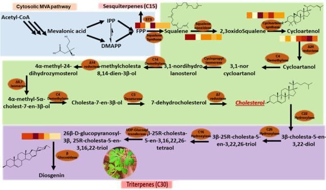 This biochemistry flowchart illustrates the biosynthetic pathways of sterols and triterpenes, focusing on cholesterol and diosgenin synthesis. The diagram is divided into three color-coded sections. The blue section (top left) depicts the cytosolic mevalonic acid (MVA) pathway, starting from Acetyl-CoA and proceeding through Mevalonic acid to the branch points of IPP and DMAPP, ultimately forming Farnesyl pyrophosphate (FPP). The green section (center) shows the conversion of FPP into Squalene, 2,3-oxidosqualene, and Cycloartenol. This section tracks the multi-step transformation through various intermediates—including cycloartanol, 3,1-norcycloartanol, and 7-dehydrocholesterol—catalyzed by enzymes such as squalene epoxidase, cycloartenol synthase, and delta-24 reductase, culminating in Cholesterol. The purple section (bottom) details the further conversion of cholesterol into diosgenin via sequential hydroxylation (C22, C26, C16) and glycosylation steps. Heatmaps associated with key enzymes (SQS, SEP, CAS, SMT1, delta-24, BGL) indicate differential gene expression levels over time. The diagram serves as an educational tool for understanding steroidogenesis and secondary metabolite biosynthesis.