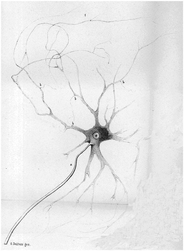 This historical anatomical diagram, originally published by Otto Deiters in 1865, provides a foundational illustration of a multipolar neuron. The illustration depicts the fundamental components of a nerve cell with significant morphological detail. Centrally located is the soma (cell body), which contains a distinct, circular nucleus. Two primary types of cytoplasmic processes extend from the soma: (a) a single, long, relatively smooth and thicker projection representing the axon, and (b) multiple, highly branched, and tapered projections representing dendrites. The dendrites exhibit characteristic arborization, labeled with '1' and 'b' to highlight their complex, radiating structure. This diagram is a seminal piece of neuroanatomical history, illustrating the early conceptualization of the neuron as the functional unit of the nervous system. It serves as an educational resource for understanding basic cellular neurobiology, demonstrating the structural polarity of neurons and the distinction between information-receiving dendrites and information-sending axons.