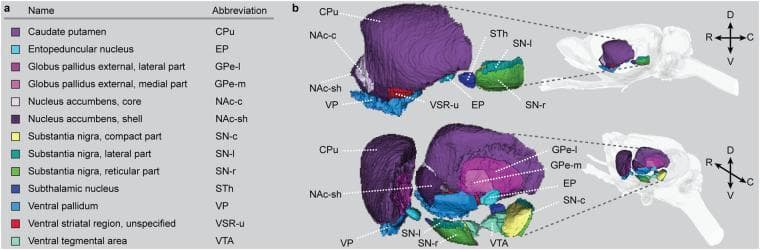 This anatomical diagram presents a three-dimensional mapping of the basal ganglia regions within a rat brain model (WHS rat brain atlas v4). Panel (a) provides a color-coded legend of structures, including the caudate putamen (CPu), nucleus accumbens core (NAc-c) and shell (NAc-sh), globus pallidus external segments (GPe-l/m), entopeduncular nucleus (EP), subthalamic nucleus (STh), substantia nigra parts (SN-c/l/r), ventral pallidum (VP), and ventral tegmental area (VTA). Panel (b) illustrates these structures in situ from lateral and lateral-caudal perspectives. The CPu is shown as the largest dorsal-lateral structure, while the nucleus accumbens is situated rostromedially and ventrally. The globus pallidus and entopeduncular nucleus are located deeper, with the substantia nigra complex and VTA occupying the more caudal and ventral midbrain positions. Spatial axes indicate dorsal (D), ventral (V), rostral (R), and caudal (C) orientations. The graphic serves as a neuroanatomical reference for identifying functional subregions within the rodent extrapyramidal motor system.