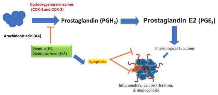 A pathophysiology diagram illustrating the molecular signaling pathway of arachidonic acid (AA) metabolism and its modulation by the natural compounds Betulin (B) and Betulinic Acid (BA). The primary pathway shows AA converting to Prostaglandin (PGH2) via Cyclooxygenase enzymes (COX-1 and COX-2), which is further metabolized into Prostaglandin E2 (PGE2). PGE2 is shown to mediate physiological functions. The educational focus of the diagram is the anti-inflammatory and anti-cancer mechanism of Betulin and Betulinic Acid. These compounds are depicted inhibiting the conversion of AA to PGH2 (indicated by a brown T-bar inhibitory symbol). Additionally, Betulin and Betulinic Acid are shown promoting apoptosis. This induced apoptosis subsequently inhibits downstream pathological processes including inflammation, cell proliferation, and angiogenesis (depicted as a complex cluster with red vascular-like tendrils). The diagram effectively visualizes how triterpenoids can interfere with the COX-2-mediated prostaglandin pathway to arrest tumor growth and reduce inflammatory responses.