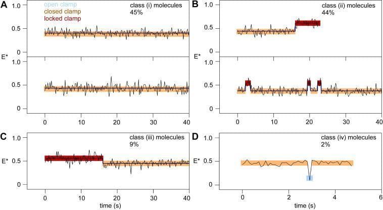 This figure presents single-molecule fluorescence resonance energy transfer (smFRET) time trajectories of RNA polymerase (RNAP) clamp dynamics during promoter binding and unwinding. The data is categorized into four classes based on the E* (apparent FRET efficiency) trajectories, which serve as a proxy for clamp conformational states. Class I (45%) shows a stable closed-clamp state (E* ≈ 0.40, highlighted in orange). Class II (44%) demonstrates a transition from a closed-clamp state to a higher E* 'locked-clamp' state (E* ≈ 0.48, highlighted in red). Class III (9%) begins in a locked-clamp state and reverts to a closed-clamp state. Class IV (2%) is rare, showing fluctuations between closed and 'open-clamp' states (E* ≈ 0.20, highlighted in cyan). The trajectories were analyzed using a Hidden Markov Model (HMM), with colored bands representing distinct structural states. This visualization illustrates the 'bind-unwind-load-and-lock' mechanism of bacterial transcription initiation, emphasizing that the RNAP clamp remains closed or locked throughout the promoter unwinding process.
