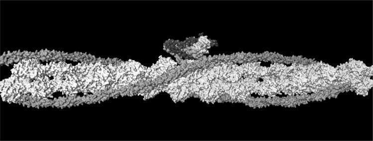This molecular model illustrates the structural organization of a muscle thin filament, a key component of the sarcomere's contractile apparatus. The image depicts a double-stranded helix of F-actin (white), characterized by repeating globular G-actin subunits. Wound along the longitudinal grooves of the actin filament are two strands of tropomyosin (grey/red). At regular intervals, the regulatory troponin complex is visible as a multi-subunit globular mass bound to the actin-tropomyosin assembly. According to the structural data by Pirani et al. (2006), the troponin complex is subdivided into three specific subunits: Troponin C (TnC), Troponin I (TnI), and Troponin T (TnT), which are represented here by varying shades of grey/color. The left side of the model represents the barbed end (Z-band end) of the actin filament. This illustration is essential for understanding the steric blocking mechanism of muscle contraction, where Ca2+ binding to troponin triggers a conformational shift in tropomyosin to expose myosin-binding sites on actin.