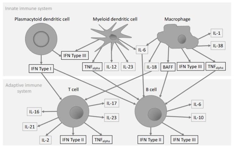 A pathophysiology diagram illustrating the cytokine network in systemic lupus erythematosus (SLE) pathogenesis, divided into innate and adaptive immune system compartments. The upper section (innate) features plasmacytoid dendritic cells (pDC), myeloid dendritic cells (mDC), and macrophages. The pDC is associated with IFN Type I and III production. The stellate mDC produces TNF-alpha, IL-12, IL-23, and IL-6. The irregular-shaped macrophage is shown secreting IL-1, IL-38, IL-18, BAFF, IFN Type III, TNF-alpha, and IL-6. The lower section (adaptive) depicts T cells and B cells. Interconnecting arrows show signaling crosstalk: IFN Type I and BAFF act on both T and B cells; IL-6 and IL-18 target T cells. T cell-derived cytokines include IL-16, IL-21, IL-2, IL-17, IL-23, TNF-alpha, and IFN Type II. B cell-derived cytokines include IL-6, IL-10, IFN Type II, and IFN Type III. This educational schematic highlights the interplay between diverse immune cell subsets and proinflammatory mediators involved in chronic autoimmune inflammation.