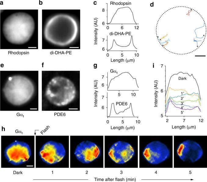This composite educational graphic illustrates the concentric heterogeneity and protein spatial dynamics within the rod outer segment disc membrane of photoreceptor cells. Panels (a, b, e, f) provide averaged fluorescence microscopy images showing distinct protein localization: rhodopsin and Gͱt exhibit centrally confined distributions, while the phospholipid di-DHA-PE and the enzyme PDE6 show annular or marginal distributions focused at the disc periphery. Corresponding fluorescence intensity profiles (panels c, g) quantify these patterns, contrasting the convex central peaks of rhodopsin/Gͱt with the bimodal peripheral peaks of di-DHA-PE/PDE6. Panel (d) displays single-molecule trajectories of di-DHA-PE, illustrating raftophobic behavior as molecules return to the disc rim after excursions toward the center. Lower panels (h, i) present a time-series montage and intensity plots showing the lateral translocation of Gͱt following light-dependent activation (flash photolysis), demonstrating the dynamic shift of transducin from the central disc region to the periphery over five minutes. This material is designed for advanced study of visual phototransduction and membrane microdomain organization.