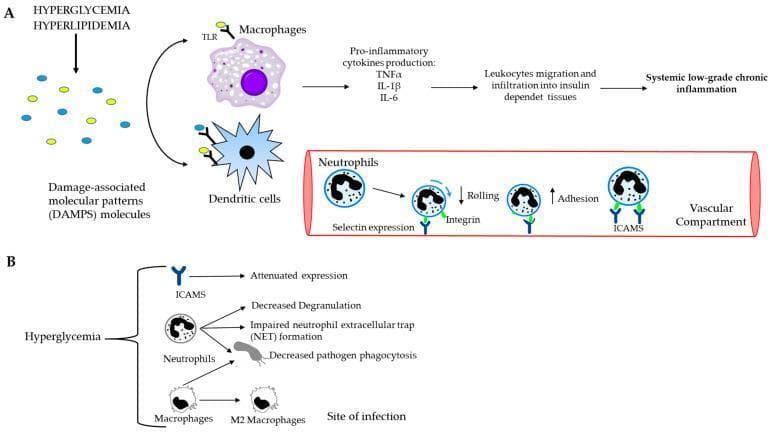 A two-part medical pathophysiology diagram illustrating the link between metabolic dysfunction and systemic inflammation. Part A depicts the cascade where hyperglycemia and hyperlipidemia generate Damage-Associated Molecular Patterns (DAMPs). These molecules bind to Toll-like receptors (TLRs) on macrophages and dendritic cells, triggering the release of pro-inflammatory cytokines (TNFͱ, IL-1̢, IL-6). This lead to leukocyte migration into insulin-dependent tissues and systemic low-grade chronic inflammation. An inset showing the vascular compartment details the neutrophil recruitment process, highlighting decreased rolling (mediated by selectin) and increased adhesion (mediated by integrins and ICAMs). Part B focuses on the cellular impact of hyperglycemia, showing attenuated ICAM expression, decreased neutrophil degranulation, impaired Neutrophil Extracellular Trap (NET) formation, and decreased phagocytosis by neutrophils and macrophages. It also notes the transition of macrophages to the M2 phenotype at sites of infection. This diagram is designed for advanced medical education regarding the immunology of metabolic diseases like diabetes and obesity.