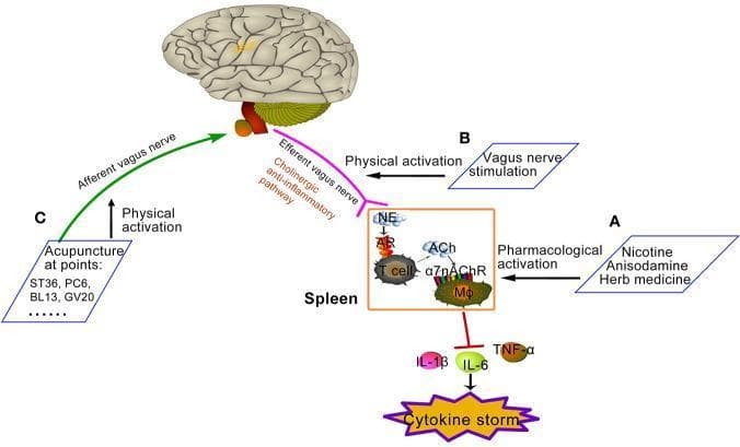 A pathophysiology diagram illustrating three methods for activating the cholinergic anti-inflammatory pathway (CAP) to mitigate a cytokine storm. (A) Pharmacological activation: Involves nicotine, anisodamine, or herbal medicines that target the alpha-7 nicotinic acetylcholine receptor (α7nAChR). (B) Physical activation: Direct Vagus Nerve Stimulation (VNS) targeting the efferent vagal fibers. (C) Physical activation: Acupuncture at specific points (ST36, PC6, BL13, GV20) stimulating the afferent vagus nerve toward the brain. The central mechanism highlights the efferent vagus nerve communicating with the spleen. Within the splenic microenvironment, norepinephrine (NE) and acetylcholine (ACh) interact with T-cells and macrophages (MΦ). Acetylcholine binds to α7nAChR on macrophages to inhibit the release of pro-inflammatory cytokines, including IL-1β, IL-6, and TNF-α. The logical flow demonstrates how these pathways converge to suppress a systemic 'cytokine storm,' providing a visual summary of neuro-immune modulation for medical education in immunology and neurology.