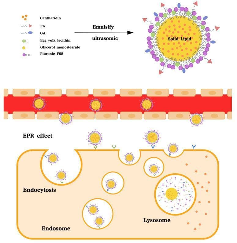 This medical pathophysiology diagram illustrates the formulation and therapeutic mechanism of Glycyrrhetinic acid (GA) and Folate (FA) modified Cantharidin-loaded Solid Lipid Nanoparticles (GA-FA-CSLNs). The upper section depicts the nanoparticle synthesis via emulsion ultrasonic dispersion, showing a core-shell structure where a solid lipid core is surrounded by Cantharidin, FA, GA, Egg yolk lecithin, Glycerol monostearate, and Pluronic F68. The middle section demonstrates the Enhanced Permeability and Retention (EPR) effect, where nanoparticles extravasate through porous vascular endothelium into the tumor microenvironment. The lower section details the cellular interaction and uptake pathway: targeted ligands on the nanoparticle surface bind to specific cell-surface receptors (Folate and GA receptors), triggering receptor-mediated endocytosis. The process follows the progression from cell membrane invagination to the formation of an intracellular endosome, which subsequently fuses with a lysosome for drug release. This diagram represents advanced drug delivery concepts in oncology and pharmacology.