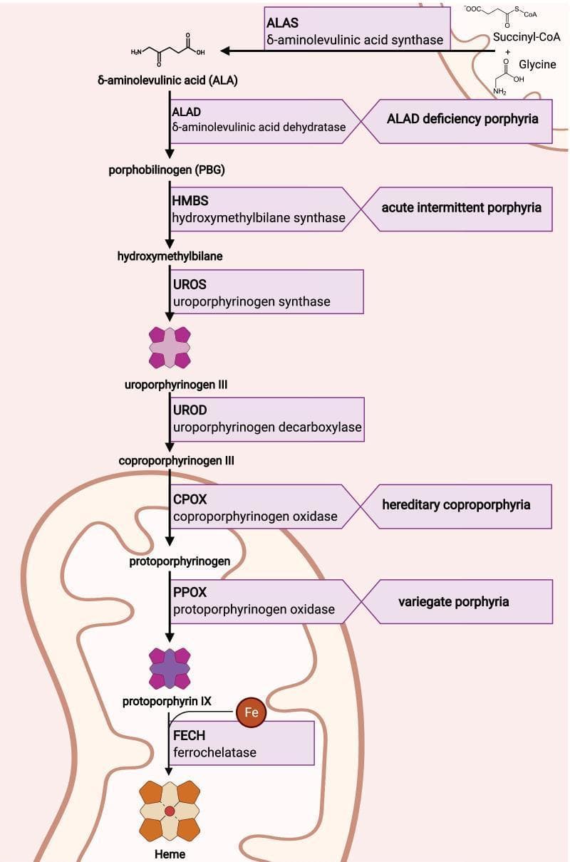 This medical pathophysiology diagram illustrates the heme biosynthesis pathway and its associated acute hepatic porphyrias. The flow is depicted across two cellular compartments: the mitochondria and the cytoplasm. The pathway begins in the mitochondria where Succinyl-CoA and Glycine are converted by ALAS (delta-aminolevulinic acid synthase) into delta-aminolevulinic acid (ALA). The process then moves to the cytoplasm, proceeding through intermediates: porphobilinogen (PBG), hydroxymethylbilane, uroporphyrinogen III, and coproporphyrinogen III, facilitated by enzymes ALAD, HMBS, UROS, and UROD respectively. The final stages return to the mitochondria, where coproporphyrinogen III is converted to protoporphyrinogen and then protoporphyrin IX via CPOX and PPOX. In the final step, ferrochelatase (FECH) incorporates iron (Fe) into protoporphyrin IX to form heme. The diagram explicitly links specific enzyme deficiencies to clinical conditions: ALAD deficiency porphyria (ADP), acute intermittent porphyria (AIP), hereditary coproporphyria (HCP), and variegate porphyria (VP). The visual uses chemical structures, enzyme labels, and mitochondrial representation to detail the metabolic sequence.