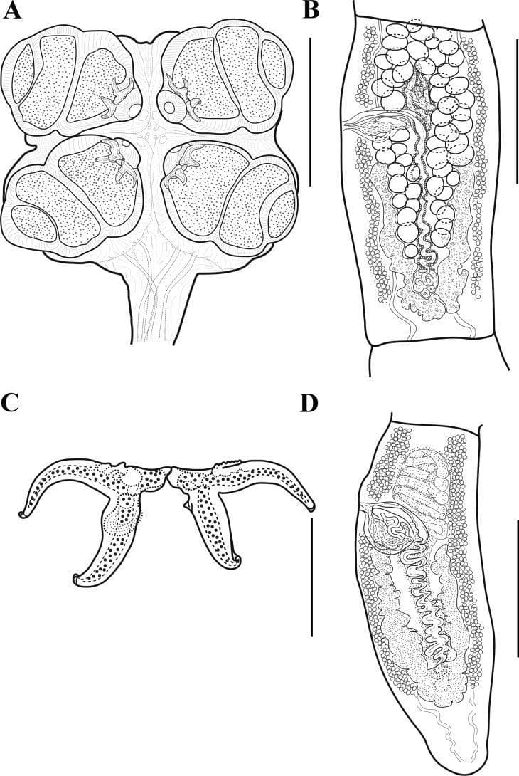 This scientific diagram illustrates the detailed morphology of a parasitic helminth, specifically the tapeworm species Acanthobothrium pulidofloresae. The composite image features four labeled panels: (A) The scolex (head), demonstrating a petaloid or 'clover-leaf' shape with four prominent bothridia. Each bothridium is divided into three loculi by transverse septa and possesses an anterior muscular pad equipped with hooks. (B) A mature proglottid (body segment), showing internal reproductive organs including oval testes arranged in two layers, a follicular ovary with symmetrical arms, and a developing sacciform uterus. (C) A high-magnification view of a pair of bipronged hooks, showing the handle and the differentiation between axial and abaxial prongs used for host attachment. (D) A terminal mature proglottid, highlighting the morphological transition of the ovary into an inverted A- or V-shape and a more prominent uterus. Scale bars are provided for each panel (75 μm to 500 μm). This material is essential for diagnostic parasitology and the study of cestode anatomy.