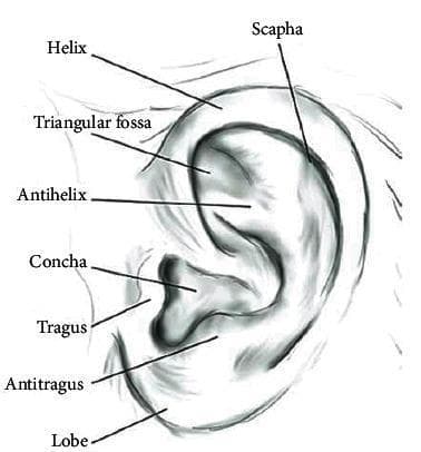 This anatomical diagram illustrates the external surface anatomy of the human outer ear (auricle or pinna). The illustration uses shading and labels to identify key cartilaginous structures and landmarks. The outermost curved rim is labeled as the helix, which borders a shallow groove known as the scapha. Internal and parallel to the helix is the antihelix, a Y-shaped ridge that splits superiorly to enclose the triangular fossa. The deep, central bowl-like cavity leading toward the external auditory canal is identified as the concha. Anteriorly, a small cartilaginous projection called the tragus is shown, situated across from the antitragus. These two projections are separated by the intertragal notch. The most inferior portion of the ear is labeled as the lobe (lobule), which is the fleshy part devoid of cartilage. This diagram serves as an educational resource for medical students and clinicians to understand the surface morphology of the ear, essential for clinical examination and dermatological localization.