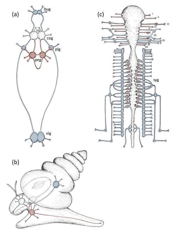 This comparative anatomical diagram illustrates the organizational duality of the somatic and visceral nervous systems across different taxa. Panel (a) and (b) depict the molluscan nervous system, using a snail as a model. The somatic system (red) includes the cerebral (ceg) and pedal ganglia (peg) forming a pedal cord for locomotion. The visceral system (blue) consists of buccal (bug), pleural (plg), and visceral ganglia (vig), which form a ring around the gut to regulate autonomic functions. Panel (c) shows the vertebrate nervous system (human/mammalian model), highlighting the brainstem, spinal cord, and peripheral nerves. The cranial nerves are labeled I-XII, representing the somatosensory and motor pathways. Flanking the spinal cord is the sympathetic chain (syg), color-coded blue to represent the autonomic/visceral components, demonstrating the evolutionary conservation of the viscero-somatic functional split. This resource serves as an educational tool for understanding comparative neurobiology and the structural organization of the autonomic versus somatic nervous systems.