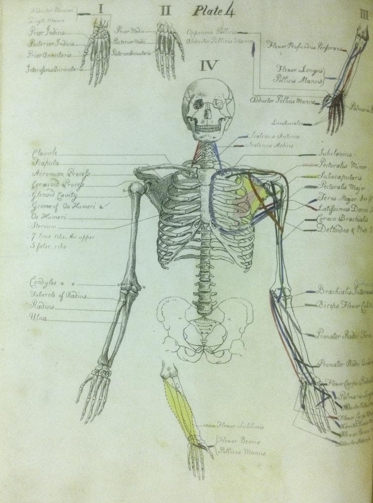 This historical hand-colored anatomical illustration, titled 'Plate 4' from Carpue's 'A Description of the Muscles of the Human Body,' serves as an educational diagram for medical students. It features a musculoskeletal depiction of the human torso and upper extremities. The central figure displays a skeletal framework including the skull, rib cage, vertebrae, pelvis, and arm bones (humerus, radius, ulna). Specific muscles and landmarks are highlighted with hand-applied pigments—predominantly yellow, red, blue, and green—to systematically represent muscle origins and insertions. Labeled structures include the scalenus medius, pectoralis minor, subscapularis, and various flexors of the forearm and hand. Multiple inset diagrams (labeled I, II, and IV) provide detailed perspectives on the osseous and muscular anatomy of the hand and wrist. The illustration demonstrates the spatial relationships and functional attachments of the upper body musculature, characteristic of early 19th-century medical education materials used for surgical preparation and anatomical dissection training.