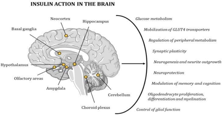 An anatomical diagram titled 'INSULIN ACTION IN THE BRAIN' illustrating the distribution of insulin receptors (IRs) and the physiological effects of insulin in the human central nervous system. The left side of the diagram features a sagittal section of the brain with yellow points indicating regions of high IR concentration, including the neocortex, hippocampus, basal ganglia, hypothalamus, olfactory areas, amygdala, choroid plexus, and cerebellum. An arrow points from this anatomical model to a list on the right, which outlines the multi-faceted roles of central insulin action. Key functions identified include the modulation of glucose metabolism, mobilization of GLUT4 transporters, and regulation of peripheral metabolism. The diagram also highlights insulin's impact on neuroplasticity and maintenance, specifically synaptic plasticity, neurogenesis, neurite outgrowth, neuroprotection, and the modulation of memory and cognition. Additionally, it notes insulin's role in oligodendrocyte health (proliferation, differentiation, and myelination) and the control of glial function. This educational infographic is designed to demonstrate the critical importance of insulin signaling for cognitive activity and neurological homeostasis.