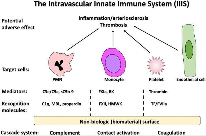 This medical pathophysiology diagram illustrates the Intravascular Innate Immune System (IIIS) response to biomaterial surfaces. The diagram is organized into four horizontal layers: Cascade Systems, Recognition Molecules, Mediators, and Target Cells. At the base, three cascade systems—Complement, Contact Activation, and Coagulation—are initiated upon contact with a 'Non-biologic (biomaterial) surface.' Specific recognition molecules are identified for each: C1q, MBL, and properdin for complement; FXII and HMWK for contact activation; and TF/FVIIa for coagulation. These activate soluble mediators, including anaphylatoxins (C3a/C5a, sC5b-9), FXIa, bradykinin (BK), and thrombin. These mediators target and activate blood and vascular cells: Polymorphonuclear leukocytes (PMN) with multi-lobed nuclei, Monocytes with kidney-shaped nuclei, star-shaped activated Platelets, and elongated Endothelial cells. Arrows indicate the final pathway where cellular and humoral activation converge to cause 'Potential adverse effects,' specifically Inflammation, Arteriosclerosis, and Thrombosis. This visual summarizes the mechanisms of bioincompatibility in extracorporeal therapies like hemodialysis.