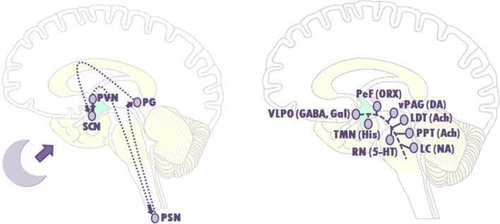 Two sagittal brain schematics illustrating the neuroanatomical pathways of sleep-wake regulation. The left diagram shows the circadian rhythm control system, centered on the suprachiasmatic nucleus (SCN). It depicts neural signaling from the SCN to the paraventricular nucleus (PVN) and preganglionic sympathetic neurons (PSN) in the spinal cord, which subsequently stimulate the pineal gland (PG) for melatonin production. The right diagram illustrates the 'flip-flop switch' of the ascending arousal system. It highlights the inhibitory relationship between the sleep-promoting ventrolateral preoptic nucleus (VLPO), utilizing GABA and galanin, and monoaminergic/cholinergic arousal centers. Labeled nuclei include the tuberomammillary nucleus (TMN, histamine), raphe nuclei (RN, serotonin), locus coeruleus (LC, noradrenaline), perifornical area (PeF, orexin), ventral periaqueductal gray (vPAG, dopamine), and the pedunculopontine and laterodorsal tegmental nuclei (PPT/LDT, acetylcholine). The diagram demonstrates the mutual inhibition between the VLPO and the arousal system that dictates transitions between sleep and wakefulness.