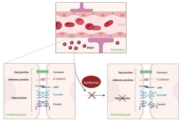 This pathophysiology diagram illustrates the structural integrity of the blood-brain barrier (BBB) and the impact of ischemia on endothelial junctions. The top panel shows a cerebral capillary containing erythrocytes, surrounded by endotheliocytes and astrocyte foot processes within the penumbra region, highlighting increased partial pressure of oxygen (PO2). A magnified comparative view demonstrates the intercellular junctional complex between endotheliocytes. On the left ('before' state), the intact BBB consists of gap junctions (Connexin), adherens junctions (E-cadherin), and tight junctions (JAM, Occludin, and Claudin) maintaining paracellular seal. The right panel depicts the 'ischemic' state, where the tight junction proteins Occludin and Claudin show visible fragmentation and loss of continuity, signifying increased BBB permeability and structural breakdown. This medical illustration is designed to explain the mechanisms of BBB disruption in acute ischemic stroke and the potential protective role of Normobaric Hyperoxia (NBHO) in slowing the degradation of tight junction proteins (TJP) and matrix metalloproteinase-9 induction.