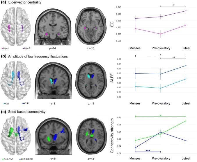 Educational medical visualization of resting-state fMRI (rs-fMRI) analysis across three menstrual cycle phases: menses, pre-ovulatory, and luteal. The image is divided into three panels representing different neuroimaging metrics. Panel (a) shows Eigenvector Centrality (EC) with colored regions in the bilateral hippocampus (purple), indicating a significant increase in functional network importance during the luteal phase compared to the pre-ovulatory phase. Panel (b) illustrates the Amplitude of Low-Frequency Fluctuations (ALFF) in the bilateral caudate (blue and light blue), showing significantly higher neural activity during the luteal phase. Panel (c) displays seed-based functional connectivity changes. It highlights increased connectivity between the left putamen and right thalamus (green) during the luteal phase, and dynamic connectivity between the right caudate and right middle frontal gyrus (MFG, dark blue), which peaks during the pre-ovulatory phase. Each panel includes 3D brain renderings, coronal (y-coordinates), and axial (z-coordinates) cross-sections, alongside quantitative line plots with statistical significance markers (*) for longitudinal comparison of cycle-dependent neuroplasticity.