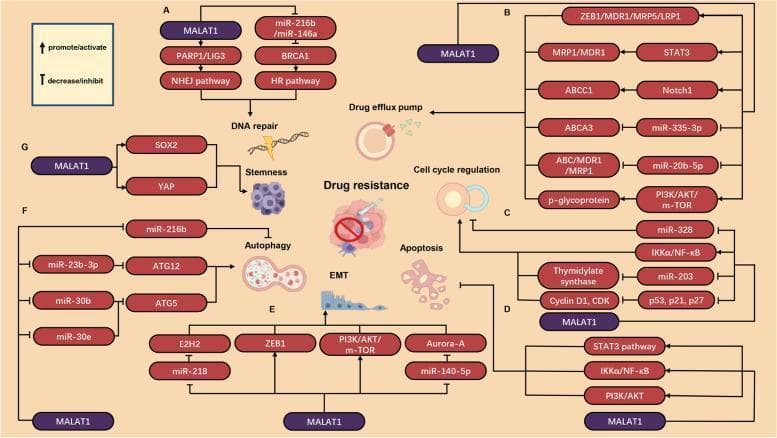 This medical pathophysiology diagram illustrates the multi-faceted molecular mechanisms by which the long non-coding RNA MALAT1 promotes chemotherapy resistance in human cancer cells. The central theme of drug resistance is linked to seven distinct pathways: (A) DNA repair, where MALAT1 activates the NHEJ pathway via PARP1/LIG3 and the HR pathway by inhibiting miR-216b/miR-146a to upregulate BRCA1; (B) Drug efflux pump regulation, involving the activation of ABC proteins (MDR1, MRP1, ABCC1) through STAT3 and Notch1 signaling; (C) Cell cycle regulation, showing MALAT1-mediated inhibition of p53/p21/p27 and upregulation of Cyclin D1/CDK; (D) Apoptosis regulation, featuring the modulation of STAT3 and PI3K/AKT pathways; (E) Epithelial-Mesenchymal Transition (EMT) promotion via ZEB1 and Aurora-A; (F) Autophagy regulation through the inhibition of various microRNAs (miR-23b-3p, miR-30b/e) to increase ATG5/12 expression; and (G) Stemness, via the stabilization of SOX2 and YAP. The diagram uses standard notation where arrows represent promotion/activation and T-bars represent inhibition/decrease, highlighting MALAT1 as a central oncogenic regulator across multiple solid and hematologic malignancies.