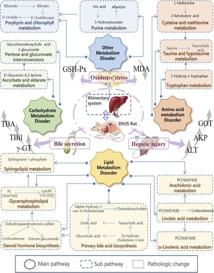 A metabolic network diagram illustrating the pathophysiological pathways of the Dampness-Heat Jaundice Syndrome (DHJS) model. The illustration is centered on a 'DHJS Rat' and the 'Alimentary system' (liver and gallbladder), with four octagonal 'Main pathway' boxes representing Carbohydrate, Lipid, Amino Acid, and Other Metabolism Disorders. Radiating from these nodes are numerous 'Sub-pathway' dashed boxes containing specific KEGG-based metabolic pathways, including Steroid Hormone Biosynthesis, Primary Bile Acid Biosynthesis, and Glycerophospholipid Metabolism. Key metabolites mentioned include bilirubin, cholic acid, corticosterone, and LysoPC. The diagram highlights 'Pathologic changes' such as Oxidative Stress and Hepatic Injury, indicated by thick purple arrows. Clinical biomarkers including TBil, TBA, ̳̳γ-GT, ALT, and MDA are shown with upward gray arrows, signifying elevation in the diseased state. This integrative map demonstrates the complex biochemical dysregulation across multiple systems associated with hepatic injury and bile secretion disorders.