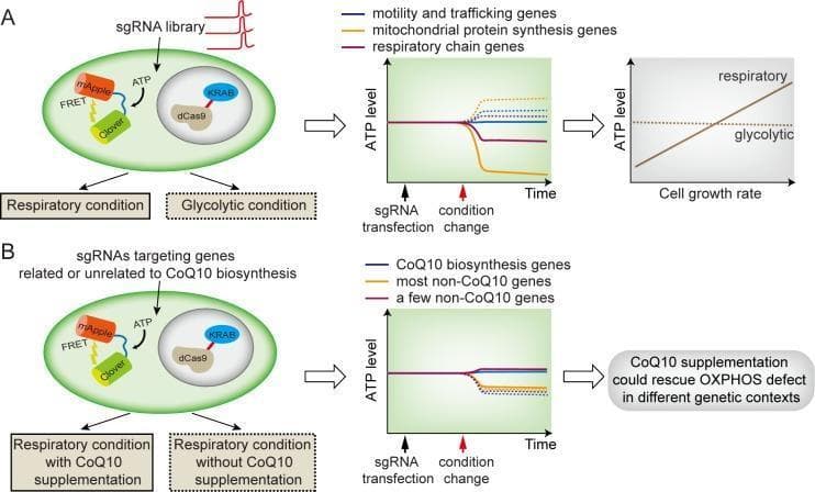 This medical research diagram illustrates a high-throughput screening assay using CRISPRi and a FRET-based ATP biosensor to study mitochondrial metabolism and Coenzyme Q10 (CoQ10) rescue. Panel A depicts the assay design where a library of sgRNAs targets specific gene categories—including motility and trafficking, mitochondrial protein synthesis, and respiratory chain genes—under respiratory and glycolytic conditions. A corresponding line graph shows time-dependent changes in ATP levels following sgRNA transfection, highlighting how respiratory chain gene knockdown significantly reduces ATP under respiratory conditions compared to glycolytic ones. A final graph correlates these ATP levels with cell growth rates. Panel B focuses on CoQ10 supplementation, comparing genes related to CoQ10 biosynthesis with non-CoQ10 genes. The central graph demonstrates that CoQ10 supplementation can rescue ATP production in the presence of oxidative phosphorylation (OXPHOS) defects. The schematic summarizes the clinical potential of CoQ10 for treating mitochondrial disorders by showing rescue across diverse genetic contexts.