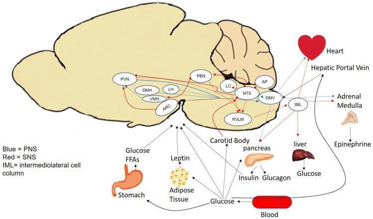 This pathophysiology diagram illustrates the glucose-sensing pathways and neuroendocrine feedback loops involved in metabolic homeostasis. A central anatomical brain silhouette highlights key regulatory nuclei, including the hypothalamus (PVN, DMH, LH, VMH, ARC) and brainstem (PBN, LC, AP, NTS, DMV, RVLM). Red arrows indicate Sympathetic Nervous System (SNS) pathways, while blue arrows represent Parasympathetic Nervous System (PNS) pathways, showing the integration of autonomic signals. Peripheral inputs are depicted from the stomach (FFAs), adipose tissue (leptin), pancreas (insulin, glucagon), liver, carotid body, and blood (glucose). These organs communicate via afferent signals to the brain's glucose-sensing regions. The diagram also shows efferent pathways from the DMV and the Intermediolateral cell column (IML) to target organs like the heart, liver, and adrenal medulla, with the latter releasing epinephrine to stimulate the hepatic portal vein. This educational visual maps the complex communication between the central nervous system and peripheral metabolic organs to maintain glucose levels through counterregulatory responses.