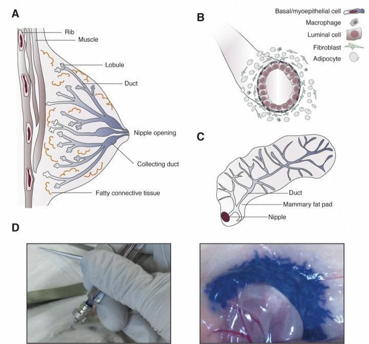Educational medical graphic detailing mammary gland anatomy and intraductal (ID) injection methodology. Panel A: Cross-sectional anatomical diagram of the human breast, illustrating ribs, pectoral muscle, and the ductolobular system branching from the nipple opening through fatty connective tissue. Panel B: Histological diagram of a mammary duct, highlighting its bilayered epithelium consisting of inner luminal cells and outer basal/myoepithelial cells, surrounded by macrophages, fibroblasts, and adipocytes. Panel C: Schematic of a murine mammary gland, showing the single efferent duct and branching network within the mammary fat pad. Panel D: Clinical photographs demonstrating a preclinical procedure in a mouse model. The left image shows cannulation of the nipple using a short, blunt-ended needle for intraductal delivery. The right image displays the distribution of blue dye within the ductal system, demonstrating successful infusion of ablative reagents. This figure illustrates the translational approach of using the intraductal route for localized delivery of chemotherapeutics or preventive agents in breast cancer research, such as for BRCA1 mutation carriers.