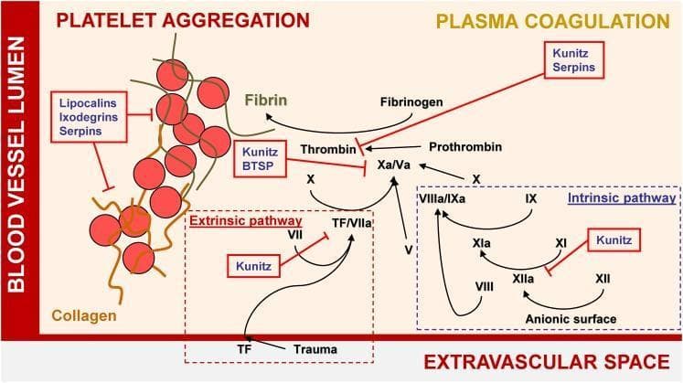 A pathophysiology diagram illustrating the mechanisms of hemostasis and the inhibitory effects of tick salivary proteins on platelet aggregation and plasma coagulation. The diagram is divided into the 'Blood Vessel Lumen' and the 'Extravascular Space.' On the left, 'Platelet Aggregation' is shown as a cluster of red spheres representing platelets cross-linked by fibrin strands; this process is inhibited by Lipocalins, Ixodegrins, and Serpins. On the right, the 'Plasma Coagulation' cascade is detailed, featuring both the Extrinsic pathway (initiated by Tissue Factor/TF due to trauma) and the Intrinsic pathway (activated via anionic surfaces). The diagram highlights key enzymatic conversions, such as Factor X to Xa/Va, Prothrombin to Thrombin, and Fibrinogen to Fibrin. Red annotation boxes identify specific tick protein families—including Kunitz-type inhibitors, BTSPs, and Serpins—that target and inhibit various coagulation factors like Thrombin, Factor Xa, and the XIIa/XIa complex. This visual resource effectively demonstrates the interference of exogenous biological agents with human blood clotting mechanisms.
