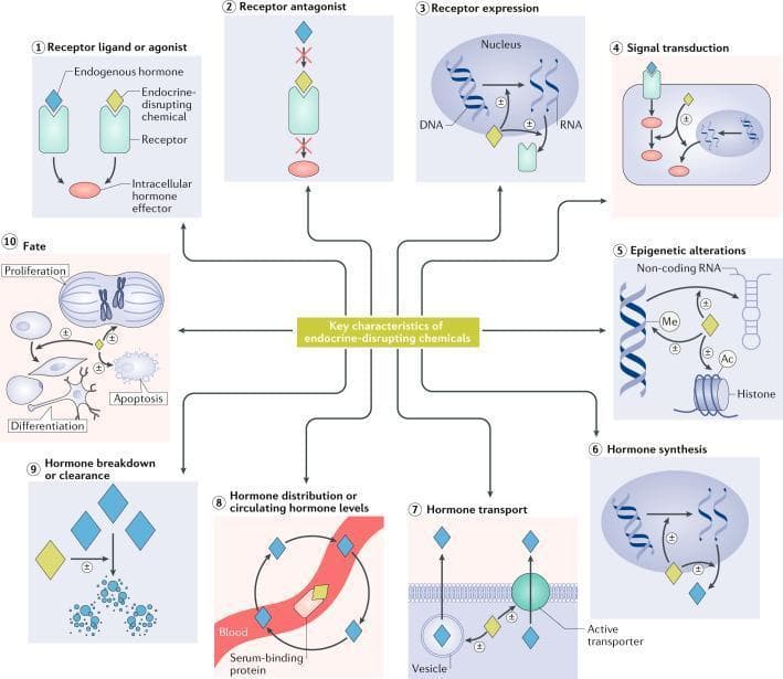 A multi-panel medical infographic illustrating the ten key characteristics (KCs) of endocrine-disrupting chemicals (EDCs). The diagram uses a central hub-and-spoke model to detail how EDCs interfere with endogenous hormone systems through various biological mechanisms. Visible pathways include: 1) Receptor agonism, where EDCs mimic endogenous hormones; 2) Receptor antagonism, where EDCs block binding; 3) Alteration of receptor expression via DNA/RNA modulation; 4) Interference with signal transduction pathways; 5) Induction of epigenetic alterations such as DNA methylation (Me), histone acetylation (Ac), and non-coding RNA changes; 6) Modification of hormone synthesis; 7) Alteration of cellular hormone transport and vesicle dynamics; 8) Interference with hormone distribution, serum-binding proteins, and circulating levels; 9) Modification of hormone metabolism, breakdown, or clearance; and 10) Alteration of cell fate, including impacts on proliferation, differentiation, and apoptosis. The +/- symbols denote that EDCs can either amplify or attenuate these physiological processes. This educational visual is designed for endocrinology and toxicology studies, detailing the systemic mechanisms of chemical-induced endocrine disruption.