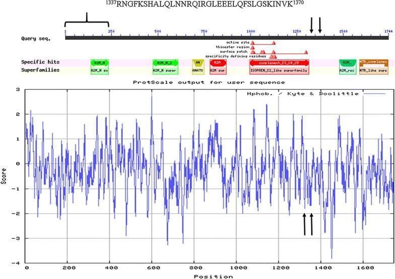 This figure provides a detailed sequence and hydrophobicity analysis of the human complement component 4B (C4B) protein, identified by accession NP_001002029.3. The top section displays a 'Query seq.' of 1744 amino acids, annotated with specific functional domains including the active site, thioester region, surface patch, and specificity-defining residues. Key conserved domains identified include R2M, AN, and the complement C3/C4/C5 superfamily. A specific peptide sequence, 1337RNGFKSHALQLNNRQIRGLEEELQFSLGSKINVK1370, is highlighted as a primary site of proteolytic cleavage, indicated by vertical arrows on the carboxyl side of the ISOPRENE_C2-like superfamily domain. The bottom section presents a ProtScale hydrophobicity plot using the Kyte & Doolittle scale. This plot correlates amino acid position (X-axis) with hydrophobicity scores (Y-axis, -4 to +3). The cleavage sites (around position 1350) are shown to correspond with a local hydrophilic maximum (negative scores), flanking evolutionarily conserved sequences shared with alpha-2-macroglobulin. This diagram illustrates the relationship between protein secondary structure, biochemical properties, and susceptibility to proteolytic degradation in human plasma.