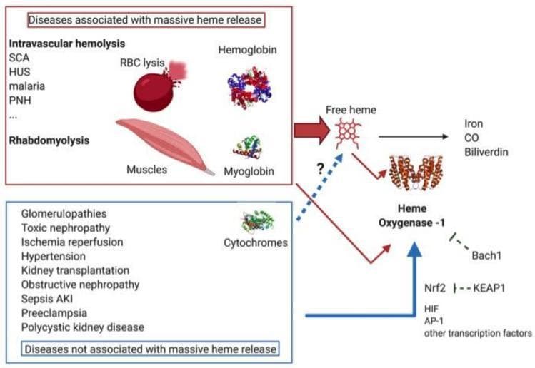 This pathophysiology diagram illustrates the regulation and role of Heme Oxygenase-1 (HO-1) in various renal and systemic pathologies. The schematic categorizes diseases into two groups: 'Diseases associated with massive heme release' (red box) and 'Diseases not associated with massive heme release' (blue box). The first group includes intravascular hemolysis (SCA, HUS, malaria, PNH) and rhabdomyolysis, visually linked to red blood cell lysis (hemoglobin) and muscle fiber injury (myoglobin), respectively, resulting in significant 'Free heme' levels. The second group comprises conditions like glomerulopathies, ischemia-reperfusion, sepsis AKI, and hypertension, which involve cytochromes and have a suspected link (dotted arrow) to free heme. Centrally, HO-1 is shown degrading free heme into iron, carbon monoxide (CO), and biliverdin. The diagram details molecular regulation of HO-1, highlighting induction by transcription factors such as Nrf2, HIF, and AP-1. Inhibitory mechanisms are also depicted, specifically the inhibition of Nrf2 by KEAP1 and the direct inhibition of HO-1 expression by Bach1. This visual summary provides a clinical context for the cytoprotective role of the HO-1 pathway in nephrology.