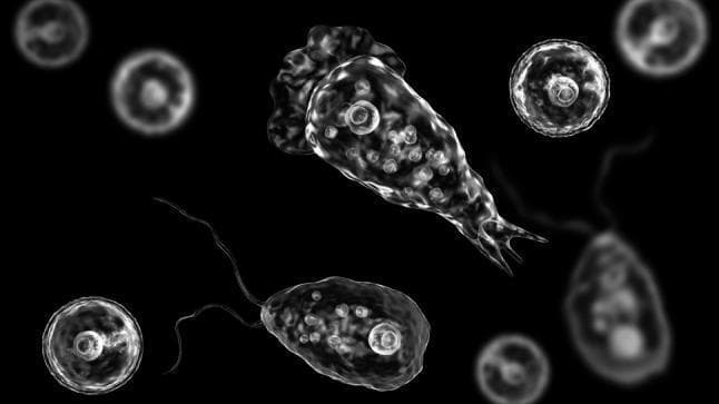 This medical illustration depicts the three morphological life-cycle stages of Naegleria fowleri, a thermophilic excavate amoeba responsible for Primary Amebic Meningoencephalitis (PAM). The visual showcases the following forms against a high-contrast dark background: 1) Cyst: Small, spherical structures (approx. 10–15 µm) with a distinct, smooth double cell wall and internal granular content, representing the dormant, resistant stage. 2) Trophozoite: The larger, pathogenic amoeboid form (approx. 10–35 µm) characterized by an irregular shape and active pseudopodia (lobopodia). Internal features include a prominent nucleus with a dense central nucleolus and multiple contractile vacuoles. 3) Flagellate: A pear-shaped transitional stage featuring two long, anterior flagella used for rapid locomotion in unfavorable environmental conditions. The illustration utilizes high-resolution 3D-style rendering to emphasize cellular morphology, membrane integrity, and specialized locomotory organelles, serving as an educational tool for parasitology and infectious disease diagnostics.