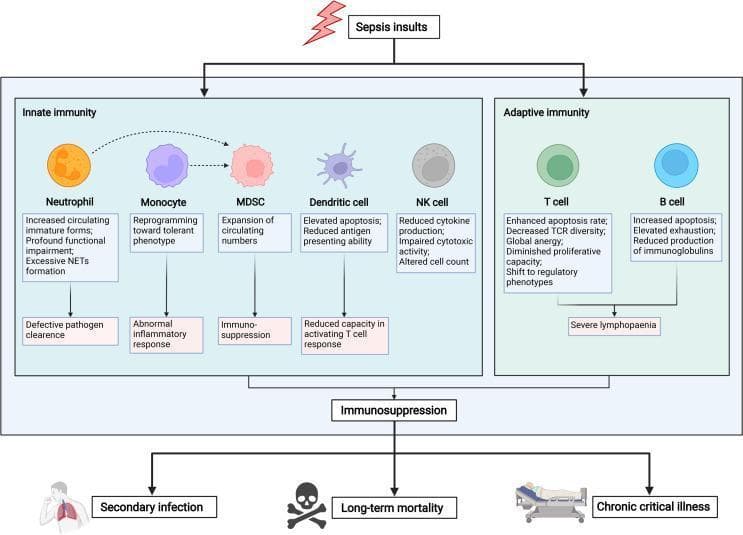 A pathophysiology diagram illustrating the mechanisms and clinical consequences of sepsis-induced immunosuppression, divided into innate and adaptive immune responses. The 'Innate immunity' section details dysfunctions in neutrophils (increased immature forms, excessive NETs), monocytes (tolerant phenotype), MDSCs (expansion), dendritic cells (elevated apoptosis), and NK cells (impaired cytotoxicity), leading to defective pathogen clearance and abnormal inflammatory responses. The 'Adaptive immunity' section highlights T cell and B cell changes, including enhanced apoptosis, global anergy, decreased TCR diversity, and reduced immunoglobulin production, culminating in severe lymphopenia. These convergent pathways result in a central state of 'Immunosuppression.' The bottom of the flowchart depicts the long-term clinical sequelae of this state: increased susceptibility to secondary infections, chronic critical illness, and elevated long-term mortality. The diagram serves as an educational summary of immune paralysis for medical students and clinicians studying critical care immunology.