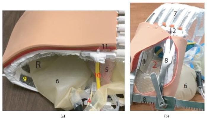 This composite image showcases a high-fidelity 3D-printed anatomical simulation model of the human chest cavity, designed for medical training in procedures such as emergency thoracotomy. Panel (a) provides a cross-sectional view of the multi-layered thoracic wall (11), composed of simulated skin, subcutaneous tissue, and muscle. Deep to the wall, the model illustrates the parietal pleura (9) and the right lung (6), alongside mediastinal structures including the heart within its pericardium (5), the phrenic nerve (10), and the esophagus (4). Panel (b) depicts the model with a rib spreader (8) in situ, retracting the simulated ribs (7) and sternum (12) to reveal the internal chest cavity (2). The construction utilizes a combination of 3D-printed polymers for skeletal structures and flexible synthetic materials to represent visceral organs and neurovascular bundles. This anatomical diagram serves as a tactile educational tool for surgical anatomy and procedural residency training, emphasizing the spatial relationships between the rib cage, lungs, and central mediastinal components.