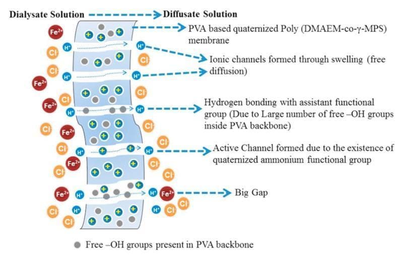 This schematic diagram illustrates the mechanism of diffusion dialysis using a PVA-based quaternized Poly (DMAEM-co-γ-MPS) membrane, a process used in medical and chemical purification for ion separation. The diagram shows two compartments: the Dialysate Solution (left) and the Diffusate Solution (right), separated by a semi-permeable membrane. The dialysate contains Fe2+, H+, and Cl- ions. The membrane structure is detailed with four transport mechanisms: 1) Ionic channels formed through swelling that facilitate free diffusion; 2) Hydrogen bonding sites facilitated by free -OH groups (represented as grey circles) within the PVA backbone; 3) Active channels formed by quaternized ammonium functional groups (indicated by blue circles with positive signs); and 4) Large physical gaps. Selective transport is demonstrated as smaller H+ and Cl- ions successfully transition from the dialysate to the diffusate side via these channels, while larger Fe2+ cations are primarily retained or move through larger gaps. This visual serves as an educational tool for understanding anion exchange membrane (AEM) properties, selective permeability, and the pathophysiology of ion filtration systems.