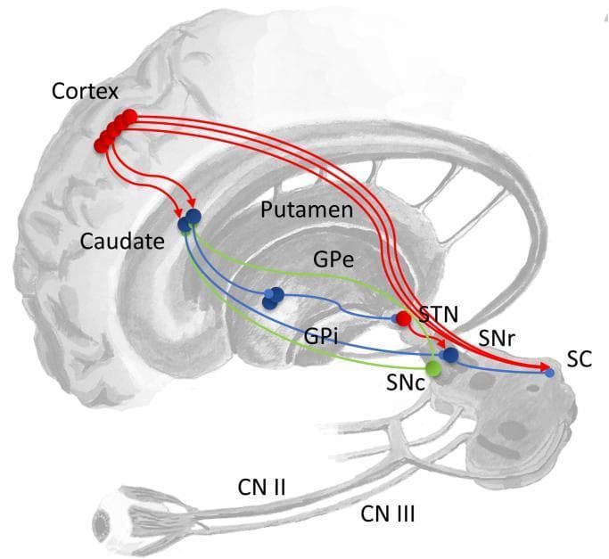 This medical diagram illustrates the basal ganglia circuitry and its contributions to eye movement control. The schematic highlights the functional pathways originating in the Cortex and projecting to the Striatum (Caudate and Putamen). The 'direct pathway' is depicted as an inhibitory connection from the striatum to the Substantia Nigra pars reticulata (SNr) or Globus Pallidus internus (GPi). The 'indirect pathway' involves sequential projections from the striatum to the Globus Pallidus externus (GPe), the Subthalamic Nucleus (STN), and then to the SNr or GPi. The SNr serves as a critical convergence point, sending inhibitory signals to the Superior Colliculus (SC) in the midbrain to regulate saccades. The Substantia Nigra pars compacta (SNc) is shown providing dopaminergic modulation to the striatum. Below the brainstem, the diagram integrates peripheral visual components, including the eye, Optic Nerve (CN II) projecting to the SC, and Oculomotor Nerve (CN III). A color-coded legend indicates functional dynamics: red for excitatory, blue for inhibitory, and green for modulatory connections.