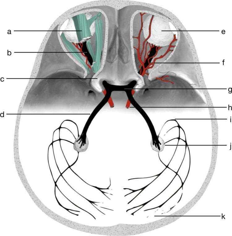 An anatomical diagram illustrating the human visual pathway and its surrounding cranial structures. The schematic highlights the progression from the anterior globes (eyeballs) to the posterior visual cortex. Key structures labeled include the optic nerves (b) extending from the eyeballs, passing through the bony optic canals (c) to converge at the central optic chiasm (g). The diagram demonstrates the decussation of fibers continuing as optic tracts (d) toward the lateral geniculate nuclei (j). The final segment depicts the optic radiation (k), including Meyer’s loop (i), projecting to the primary visual cortex. Surrounding clinical anatomy is integrated, showing the extraocular muscles and tendons (a), orbital blood vessels (f), and the ophthalmic artery (h) in close proximity to the neural structures. This visual summarizes the neuroanatomical relationships essential for understanding visual field defects and imaging diagnostics like CT and MRI tractography.