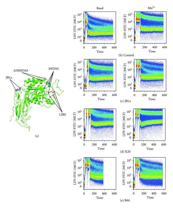 This composite educational graphic details the molecular mapping and conformational analysis of beta1 (β1) integrin in Jurkat cells. Panel (a) presents a 3D ribbon diagram of the β1 integrin protein structure, highlighting key functional domains and epitope locations including MIDAS (Metal Ion-Dependent Adhesion Site), ADMIDAS (Adjacent to MIDAS), LIBS (Ligand-Induced Binding Sites), and the binding site for the JB1a antibody. Panels (b) through (e) provide flow cytometry-based FRET (Fluorescence Resonance Energy Transfer) data plots illustrating integrin activation states. The y-axis measures LDV-FITC ligand binding (mean channel fluorescence, MCF) and the x-axis represents time. These plots compare basal activity versus Mn2+-induced activation across different experimental conditions: control (b), and the addition of specific antibodies JB1a (c), K20 (d), and B44 (e). The dense data distributions (heat-mapped from blue to red) visualize how these different clones modulate integrin conformation and ligand affinity, shifting from partially extended to fully active states.