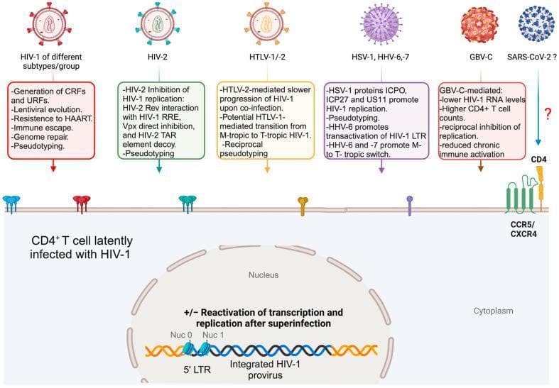 This pathophysiology diagram illustrates the viral superinfection and co-infection dynamics within a CD4+ T cell latently infected with HIV-1. The top section presents various superinfecting viruses: HIV-1 subtypes, HIV-2, HTLV-1/2, HSV-1, HHV-6/7, GBV-C, and SARS-CoV-2. Each virus is depicted with its specific morphology, accompanied by text boxes detailing clinical outcomes such as pseudotyping, generation of recombinant forms (CRFs/URFs), and modulation of HIV-1 replication (e.g., HIV-2 and GBV-C mediated inhibition versus HSV-1 mediated promotion). The central portion shows the T cell membrane featuring CD4 receptors and CCR5/CXCR4 co-receptors. The lower section focuses on the nucleus, showing host genomic DNA (yellow double helix) with integrated HIV-1 provirus DNA (blue/black double helix). The molecular architecture of the HIV-1 5' Long Terminal Repeat (LTR) is highlighted between nucleosomes Nuc 0 and Nuc 1, representing the site for potential transcriptional reactivation following superinfection. The diagram effectively summarizes how secondary viral infections can influence HIV-1 pathogenesis and the latent reservoir.