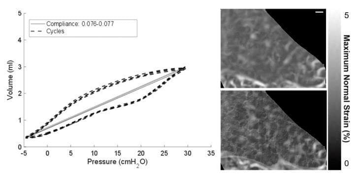 This composite educational graphic details lung mechanical ventilation reliability and tissue strain analysis using digital volume correlation (DVC). The left panel displays a Pressure-Volume (P-V) curve plot, showing the relationship between Pressure (cmH2O, x-axis from -5 to 35) and Volume (ml, y-axis from 0 to 5). Four ventilation cycles are overlaid as dashed lines, demonstrating sigmoidal hysteretic loops characteristic of respiratory compliance. A solid grey line indicates a consistent compliance range of 0.076–0.077. The right panel consists of two vertically stacked DVC strain field images of lung tissue within an intact thorax, labeled with a 200 µm scale bar. The top image shows the unfiltered strain field, while the bottom image shows the same field after Paganin filtering. The filtered version displays improved contrast between tissue and air by reducing noise within tissue boundaries. Both images include a grayscale color bar indicating 'Maximum Normal Strain (%)' ranging from 0 to 5. This figure illustrates the application of biomedical engineering principles to visualize local lung tissue deformation and characterize pulmonary mechanics during mechanical loading.